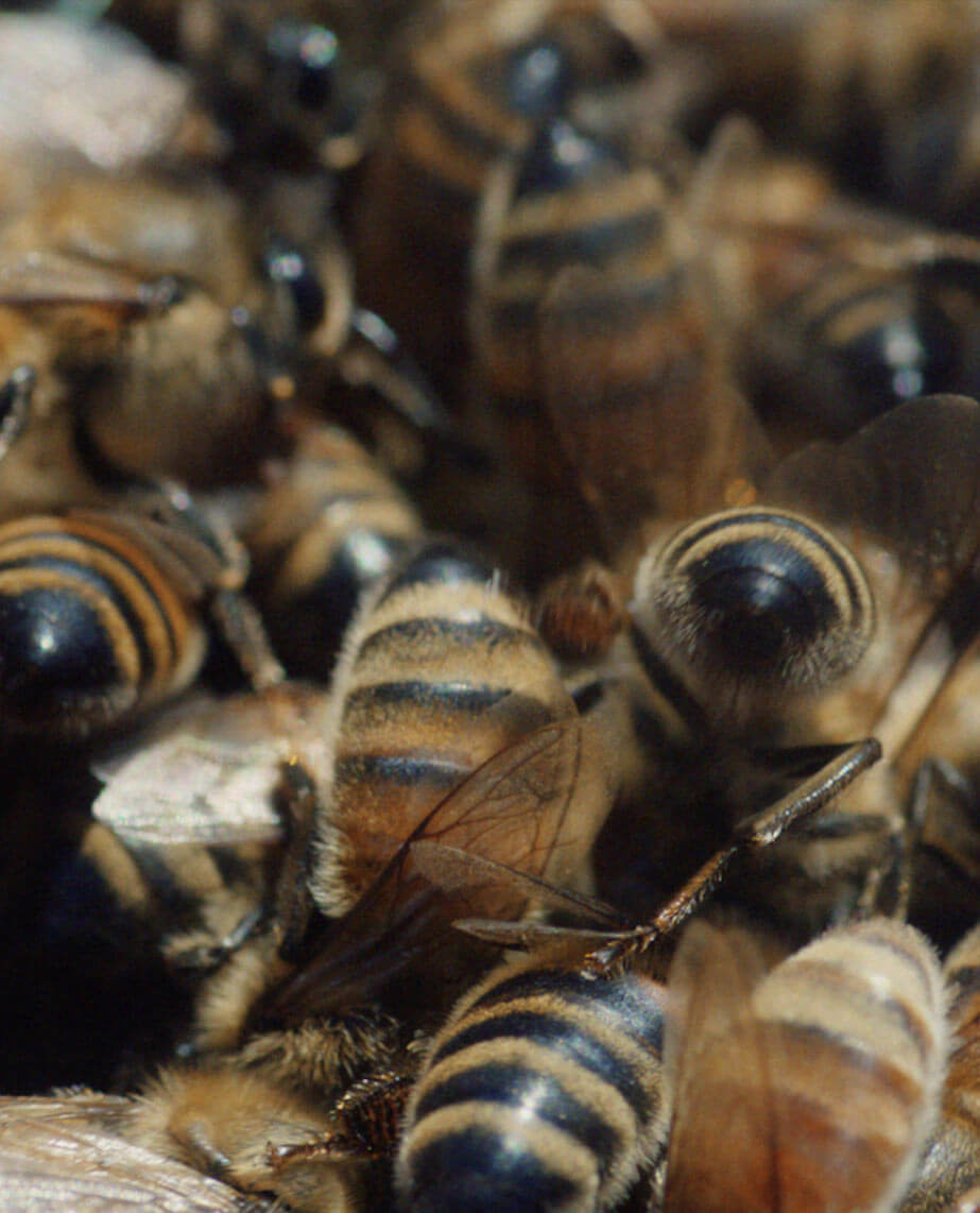 Bees avidly working on their hive.