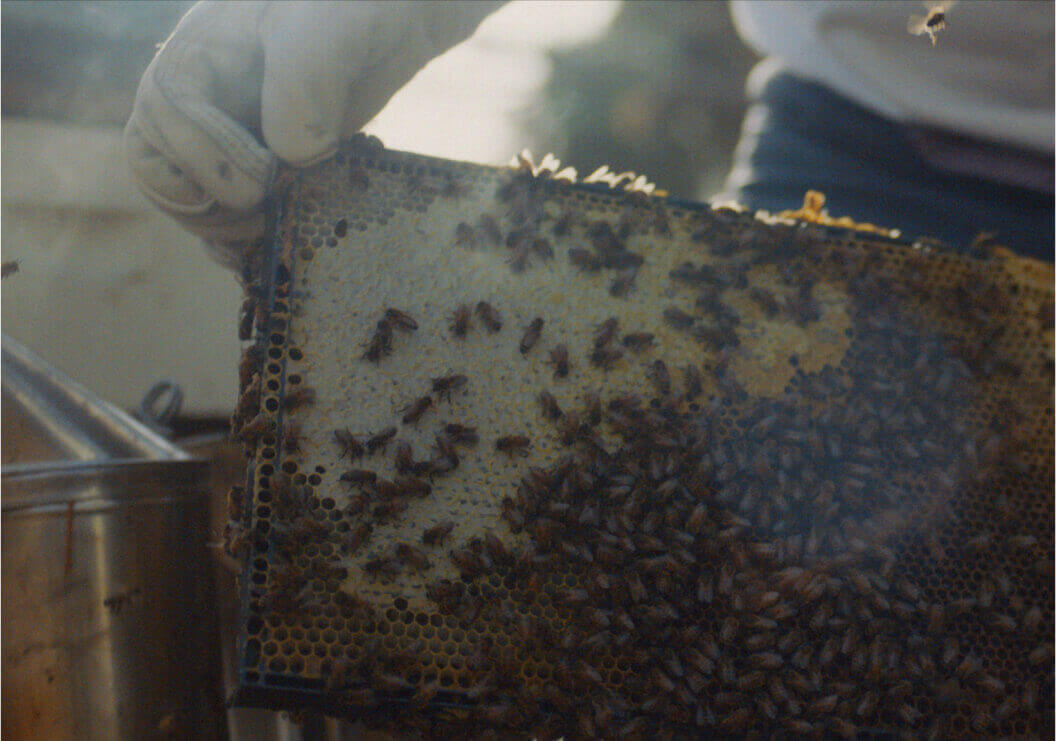 A person gently moving the frame of a running hive of bees.