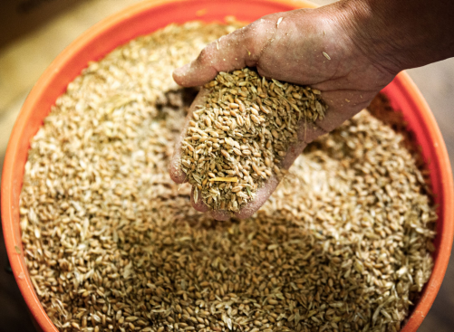 A Look Inside the Grain Renaissance