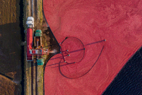 Harvest Time: Cranberries from Bog to Bag