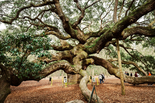 The Beauty of Lowcountry Cooking