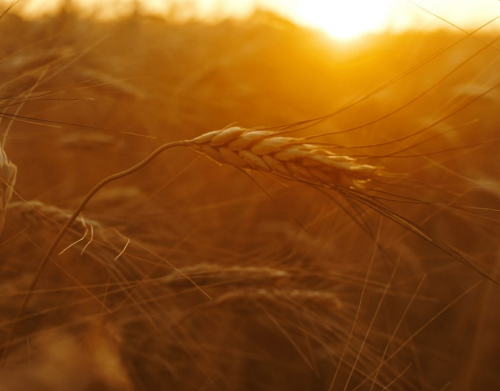 The Possibilities of Wheat