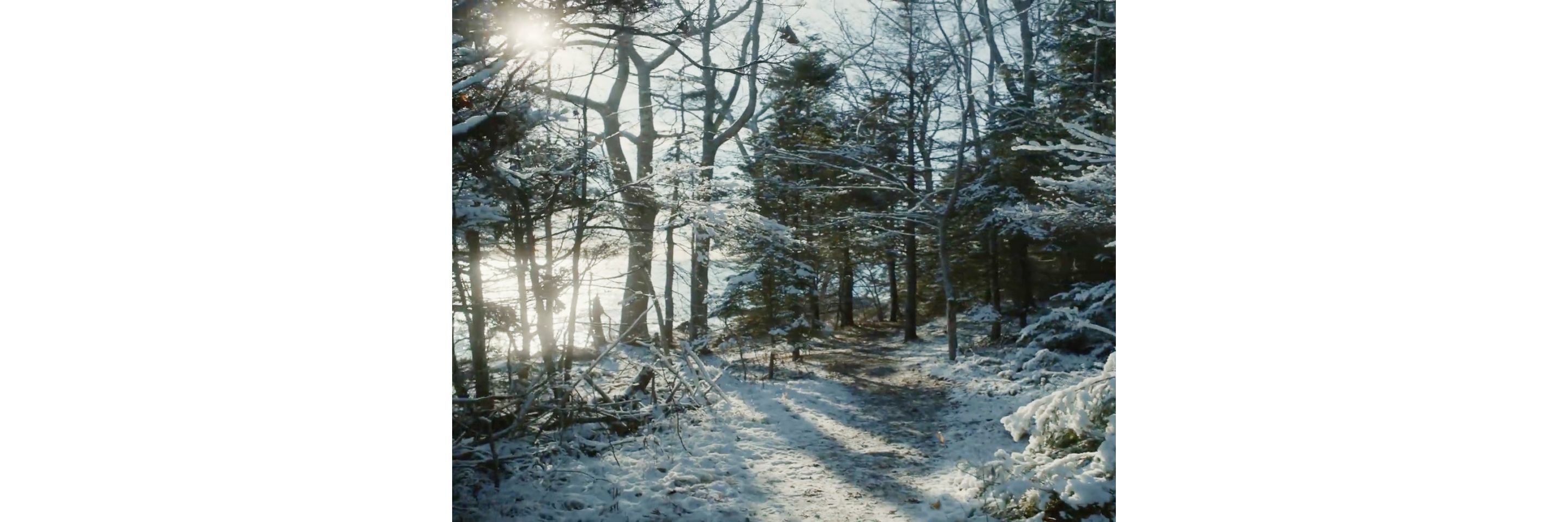 A forest with snowy trees.