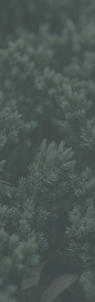 Foliage from a Juniper tree.