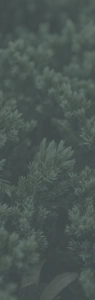 Foliage from a Juniper tree.