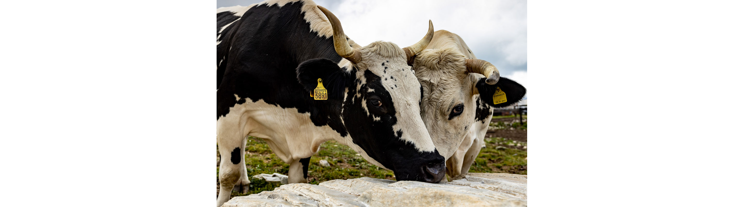 A pair of cows.