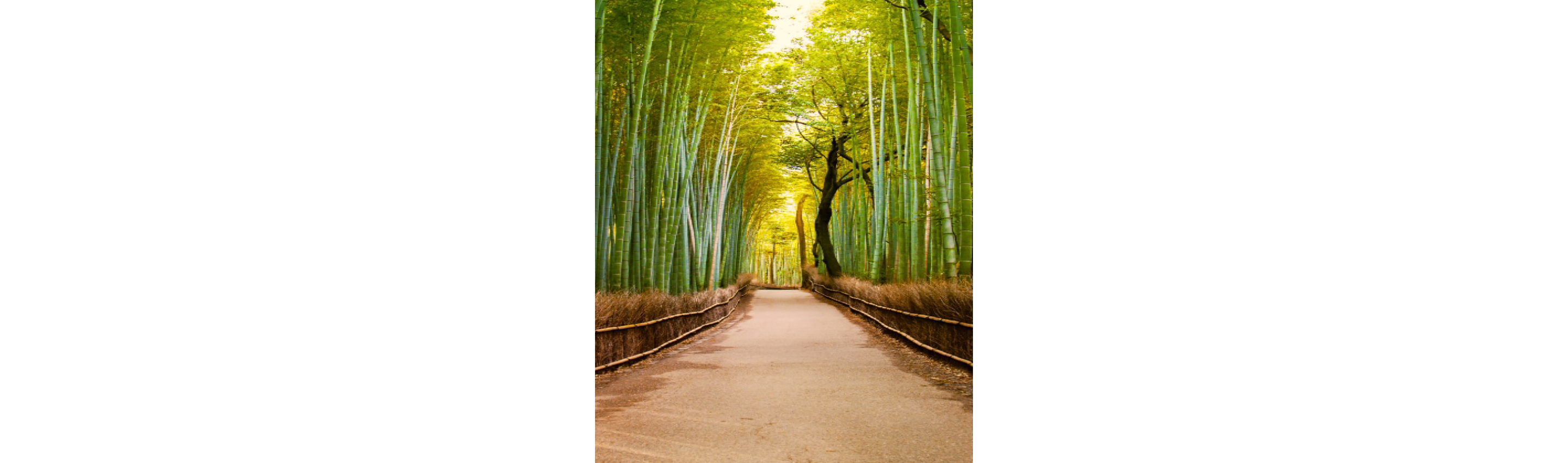  A stone pathway lined with tall, green bamboo stalks.