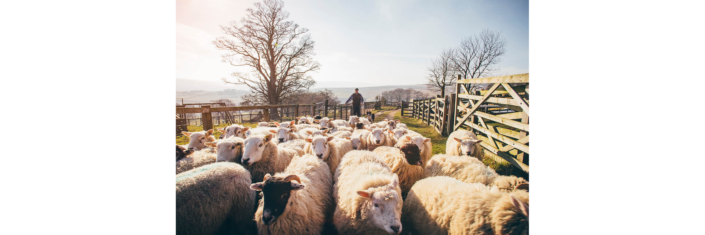A farmer and his sheepdog herding sheep.
