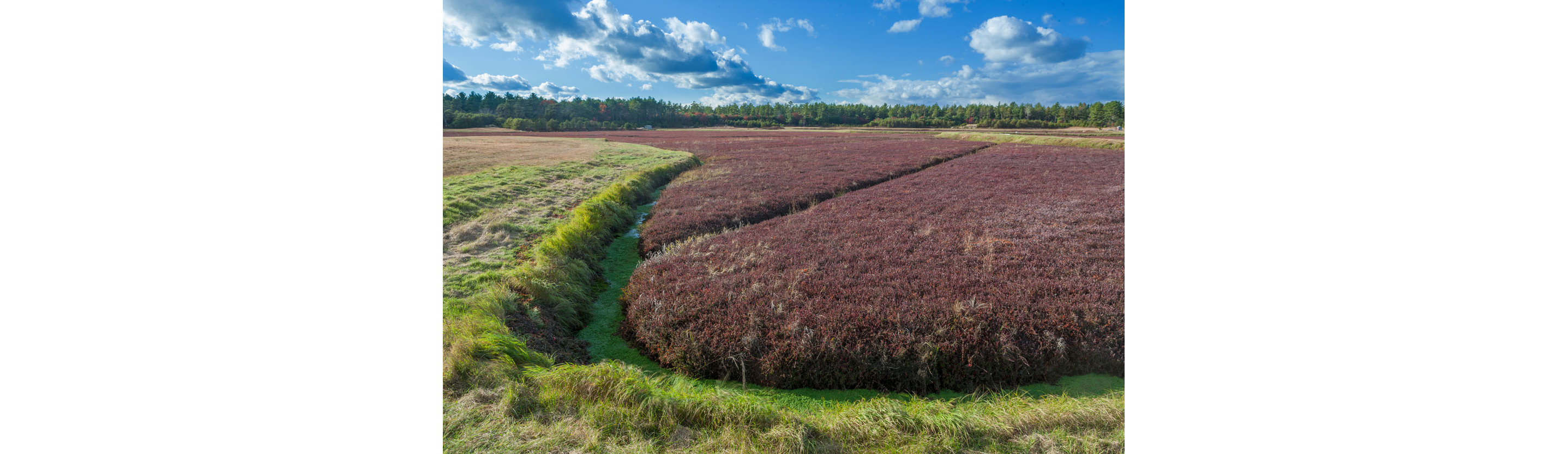 A lush landscape filled with cranberry shrubs.