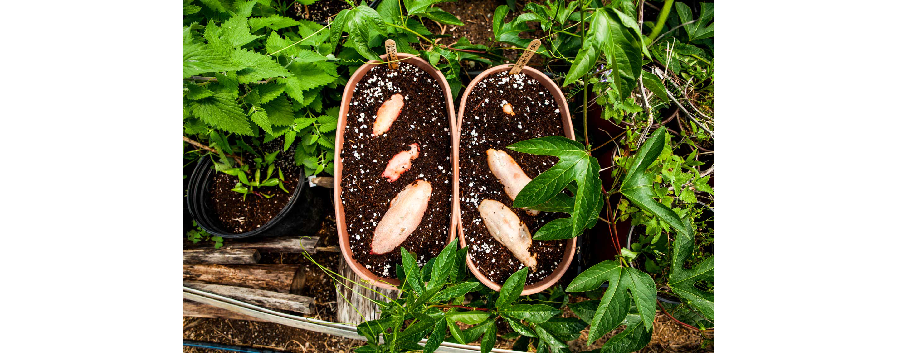Sweet potatoes growing out of potted soil.
