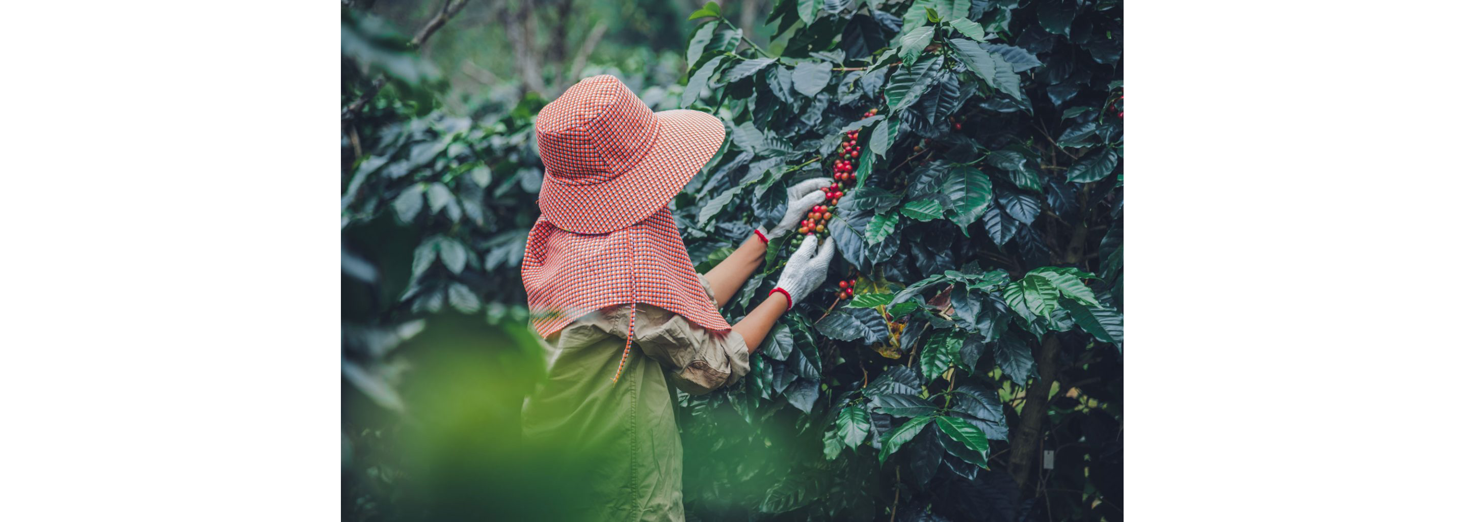 A person gently examining and picking coffee beans from their tree.