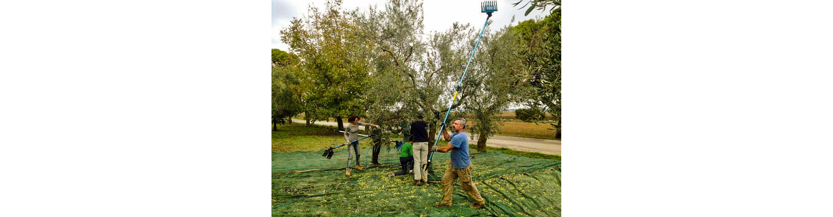 People harvesting olives.
