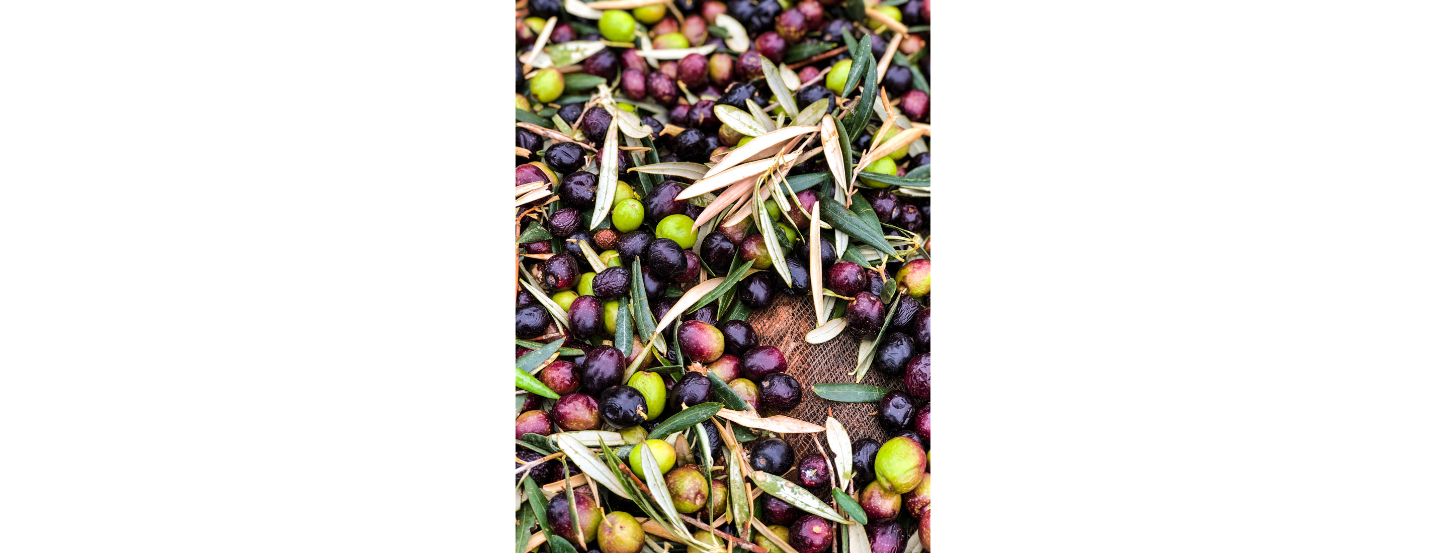 A large pile of olives.